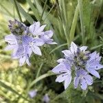 Veronica teucrium Flower