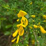 Cytisus scopariusFlower