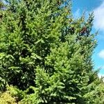 Pseudotsuga menziesii Alkat (teljes növény)