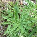 Dracunculus vulgaris Habitatea