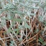 Teucrium dunense Hoja