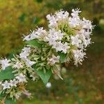 Abelia chinensis Flower