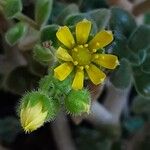 Aichryson porphyrogennetos Flor