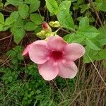 Allamanda blanchetii Květ