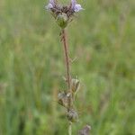 Linaria arvensis Φρούτο