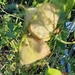 Cardiospermum halicacabum Fruit