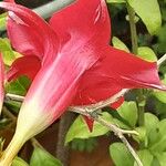 Mandevilla sanderi 花