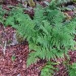 Dryopteris intermedia Hoja