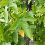 Liquidambar styraciflua Yaprak