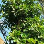 Ficus altissima Habitat