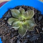 Echeveria purpusiorum Folha