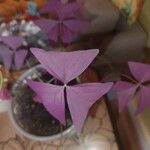 Oxalis triangularis Leaf