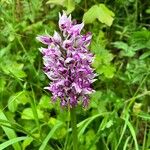 Orchis simia Žiedas