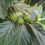 Morinda citrifolia 果實