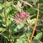 Pluchea baccharis Flower