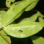 Cynometra retusa Hoja