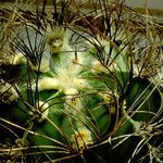 Astrophytum capricorne 葉