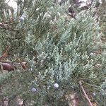 Juniperus osteosperma Hoja