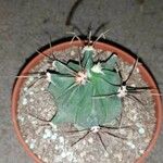 Ferocactus emoryi Leaf