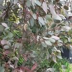 Eucalyptus gunniiFuelha