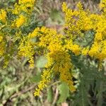 Solidago juncea ফুল