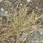 Eragrostis minor 花