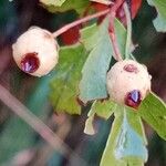 Crataegus azarolus Fruit