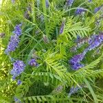 Vicia cracca Habitatea