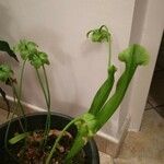 Sarracenia flava Fula