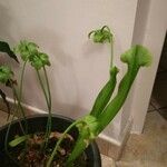 Sarracenia flava Blomst