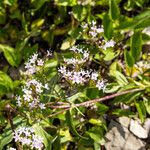 Valeriana montana花