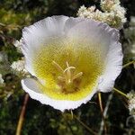 Calochortus plummerae Blomst