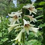 Cardiocrinum giganteum 花