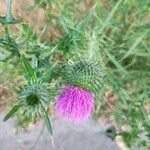 Cirsium vulgareÕis