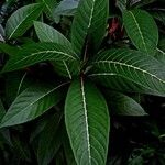 Sanchezia nobilis Folha
