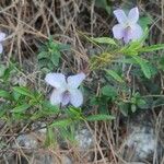 Viola arborescensFlower