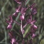 Anacamptis laxiflora Flor