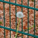 Taraxacum rubicundum 形态