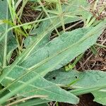 Orthopappus angustifolius Leaf