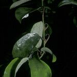 Sparattanthelium wonotoboense Leaf