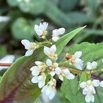 Persicaria microcephala Flower