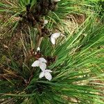 Libertia chilensis Blomst