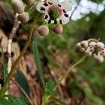 Chimaphila umbellata Λουλούδι