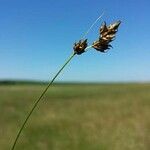 Carex divisa Blüte