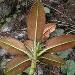 Rhododendron taliense 叶