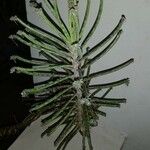 Kalanchoe delagoensis Blad