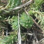 Sedum rupestre Листок