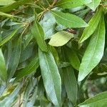 Myrica ceriferaFeuille