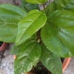 Passiflora edulis Frunză