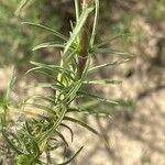 Plantago sempervirens Leaf